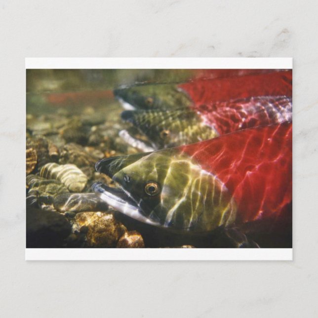Carte Postale Saumon Sockeye (Devant)