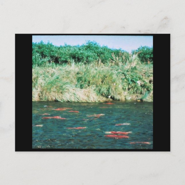 Carte Postale Saumon Sockeye (Devant)