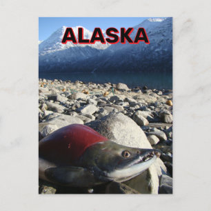 Carte Postale Saumon Sockeye de l'Alaska
