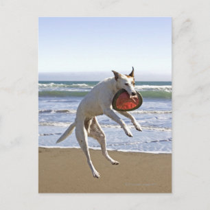 Carte Postale Saut de chien pour attraper une frisbee sur la pla