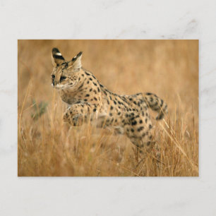 Carte Postale Saut Serval (Leptailurus Serval)