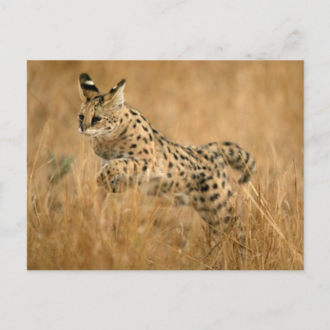 Carte Postale Saut Serval (Leptailurus Serval) (Devant)