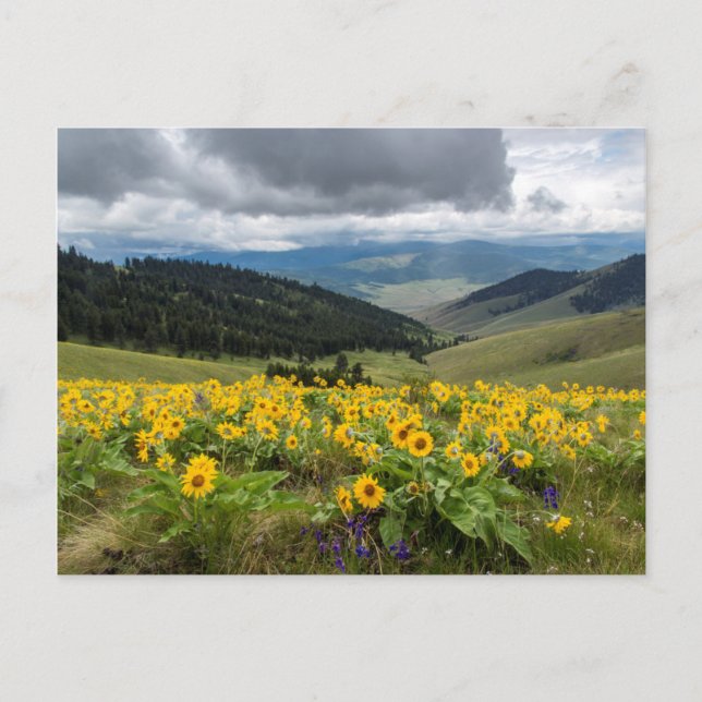 Carte Postale Saute Sanglier In the Hills (Devant)