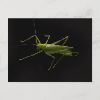 Carte Postale sauterelle