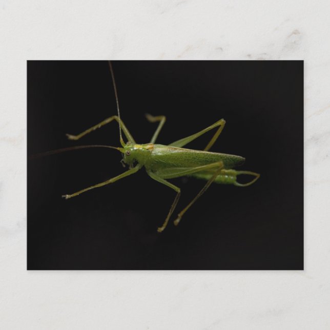 Carte Postale sauterelle (Devant)