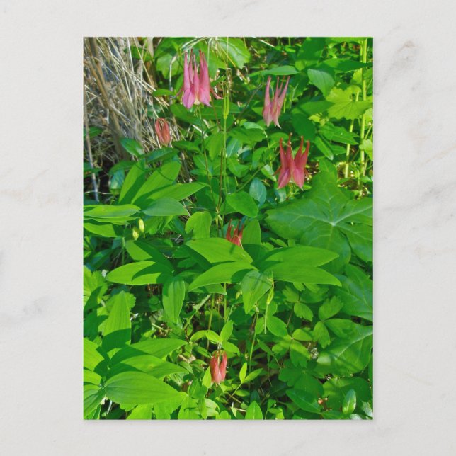 Carte postale Sauvage Columbine & Sceau de Salomon (Devant)
