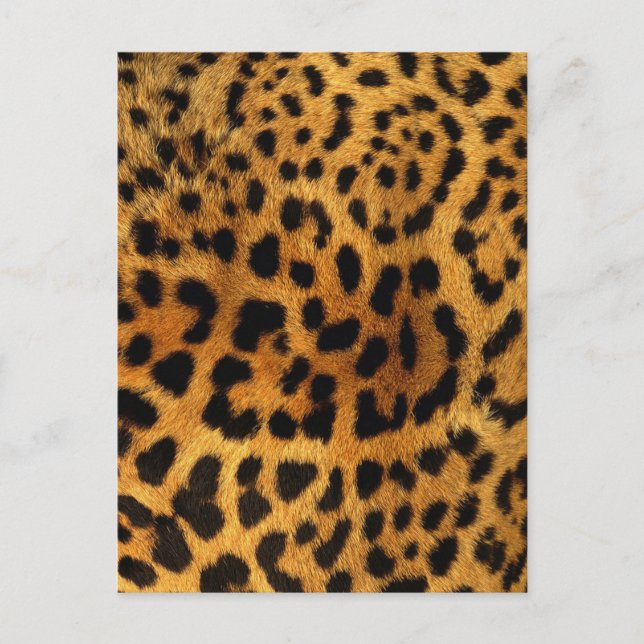 Carte Postale sauvage Safari animal guépard empreinte de léopard (Devant)