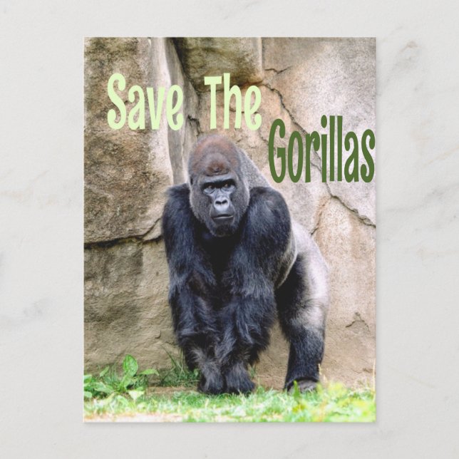 Carte Postale Sauver Les Gorilles (Devant)