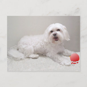 Carte Postale Sauvetage de Petit Chien Blanc (Maltais)