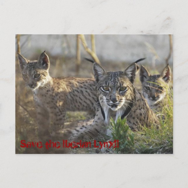 Carte Postale Sauvez le Lynx ibérique ! ! ! 3 (Devant)