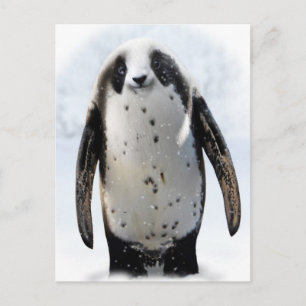 Carte Postale Sauvez le Panguin !