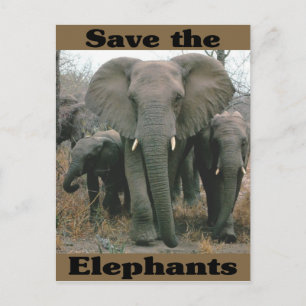 Carte Postale Sauvez les éléphants
