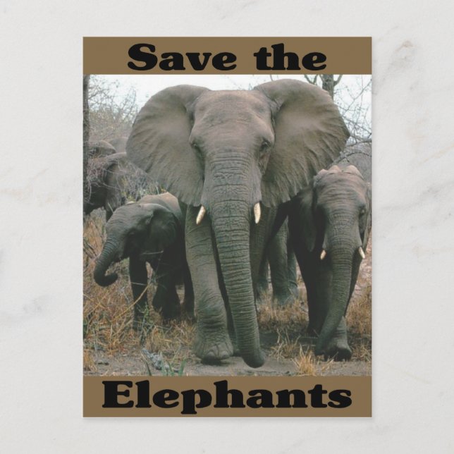 Carte Postale Sauvez les éléphants (Devant)
