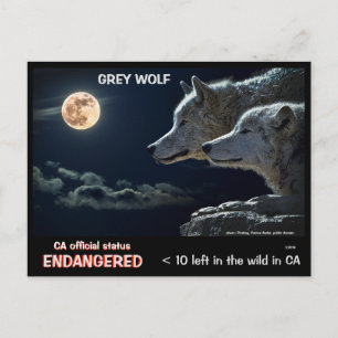 CARTE POSTALE SAUVEZ LES LOUPS ! -