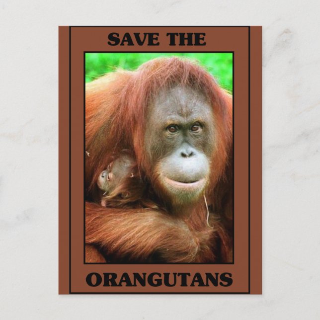 Carte Postale Sauvez les Orangutans (Devant)