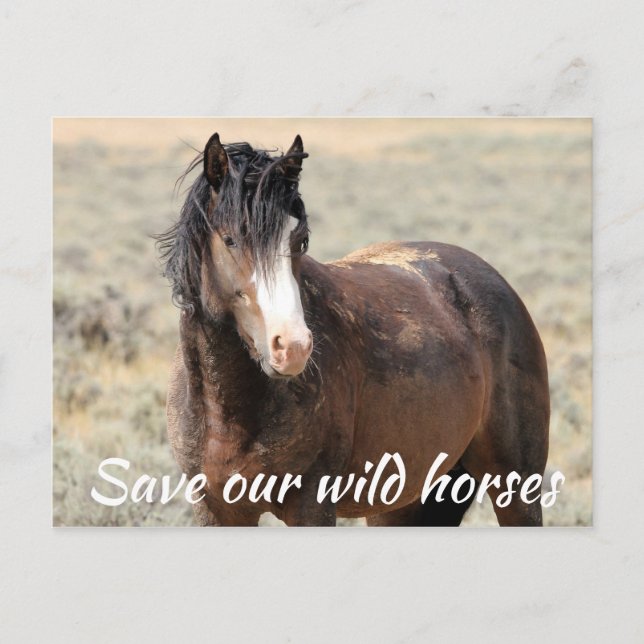 Carte Postale Sauvez nos chevaux sauvages (Devant)