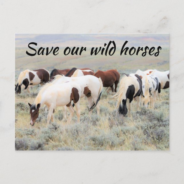 Carte Postale Sauvez nos chevaux sauvages (Devant)