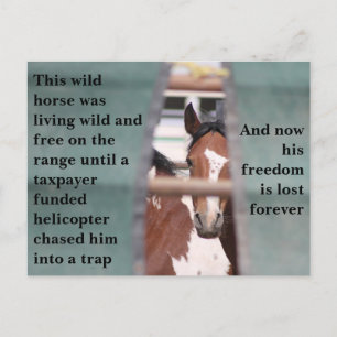 Carte Postale Sauvez nos chevaux sauvages