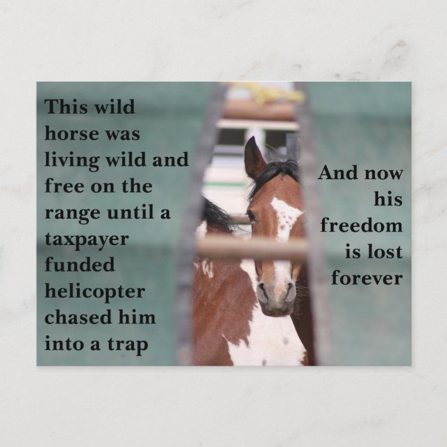 Carte Postale Sauvez nos chevaux sauvages (Devant)