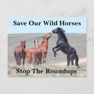 Carte Postale Sauvez nos chevaux sauvages