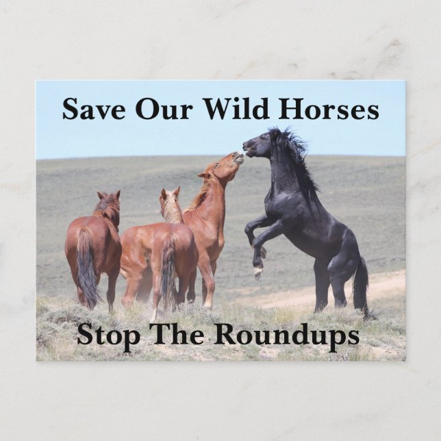 Carte Postale Sauvez nos chevaux sauvages (Devant)