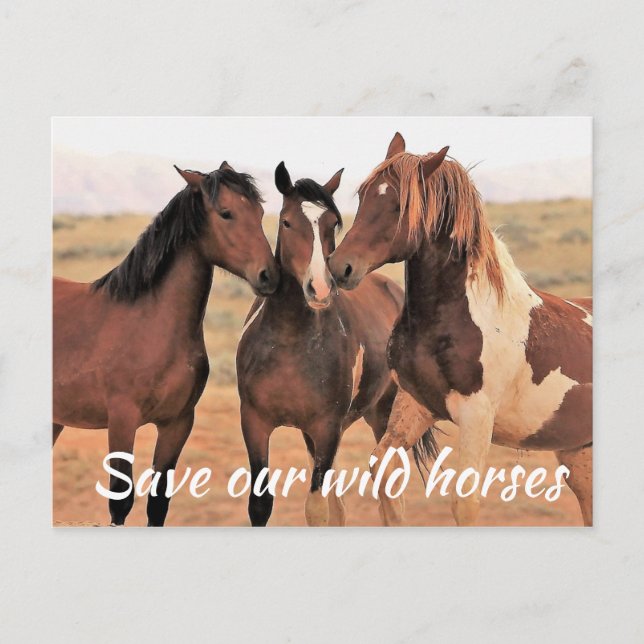 Carte Postale Sauvez nos chevaux sauvages (Devant)