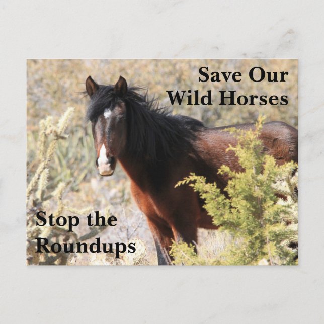 Carte Postale Sauvez nos chevaux sauvages (Devant)