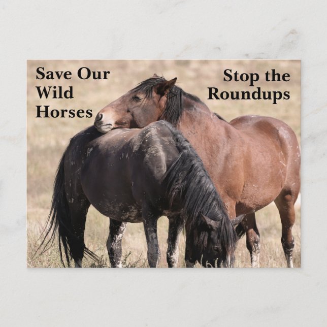 Carte Postale Sauvez nos chevaux sauvages (Devant)