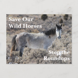Carte Postale Sauvez nos chevaux sauvages