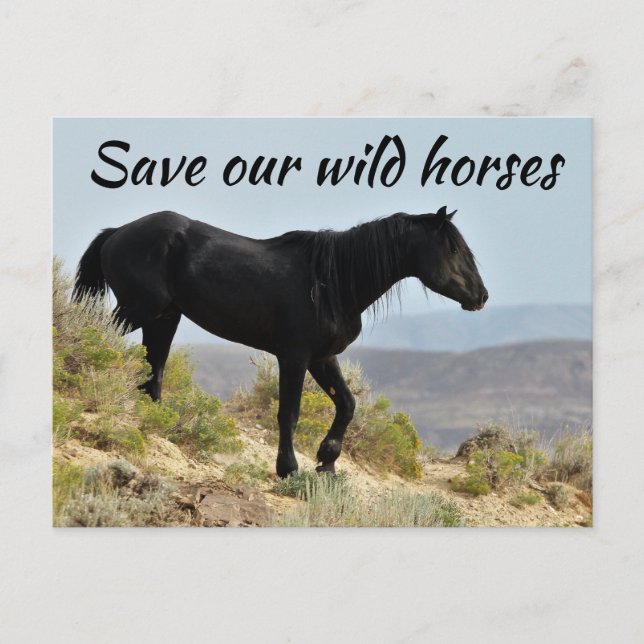 Carte Postale Sauvez nos chevaux sauvages (Devant)