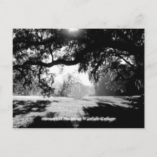 Carte Postale Savannah