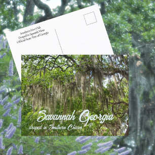 Carte Postale Savannah GA Chênes verts couverts de mousse espagn