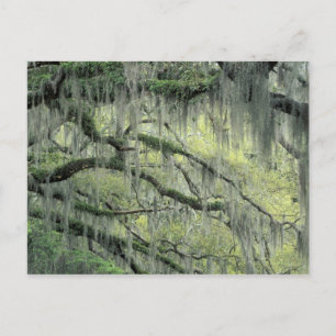 Carte Postale Savannah, Géorgie, arbre de chêne vivant drapé de