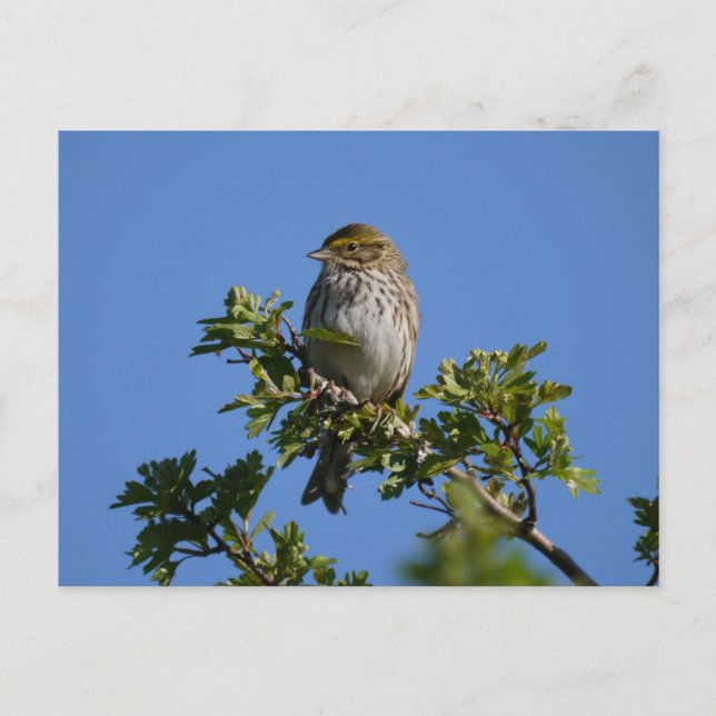 Carte Postale Savannah Gorgeous (Devant)