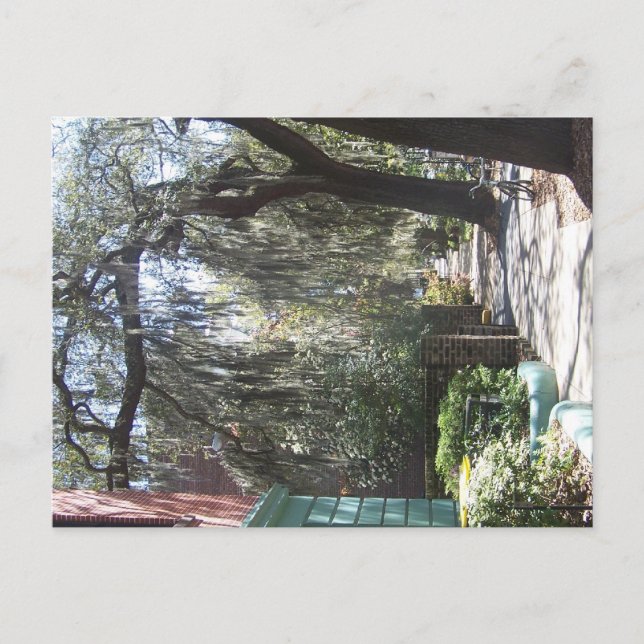 Carte Postale Savannah Moss (Devant)