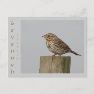 Carte Postale Savannah Sparrow