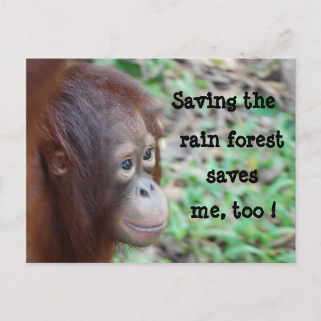 Carte postale Save Wildlife and Rainforest (Devant)