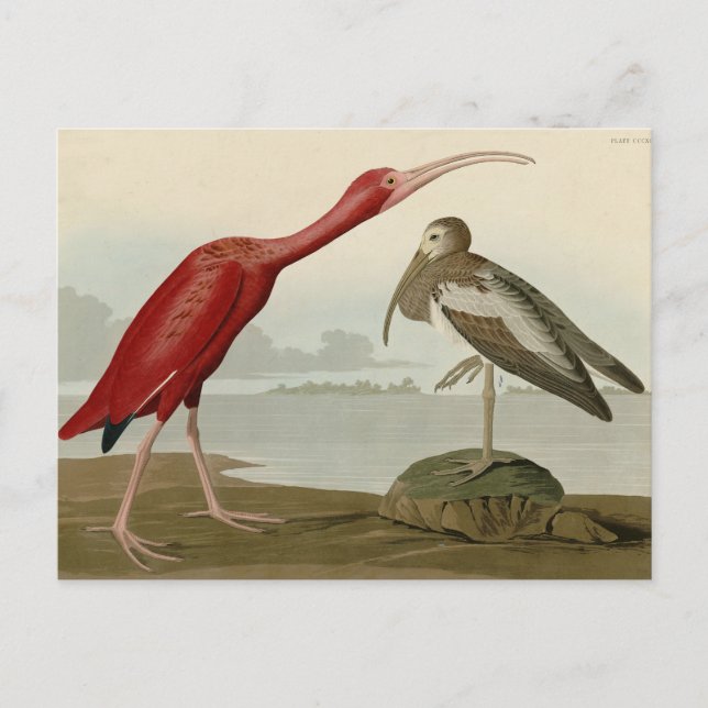 Carte Postale Scarlet Ibis - de Audubon's Birds of America (Devant)