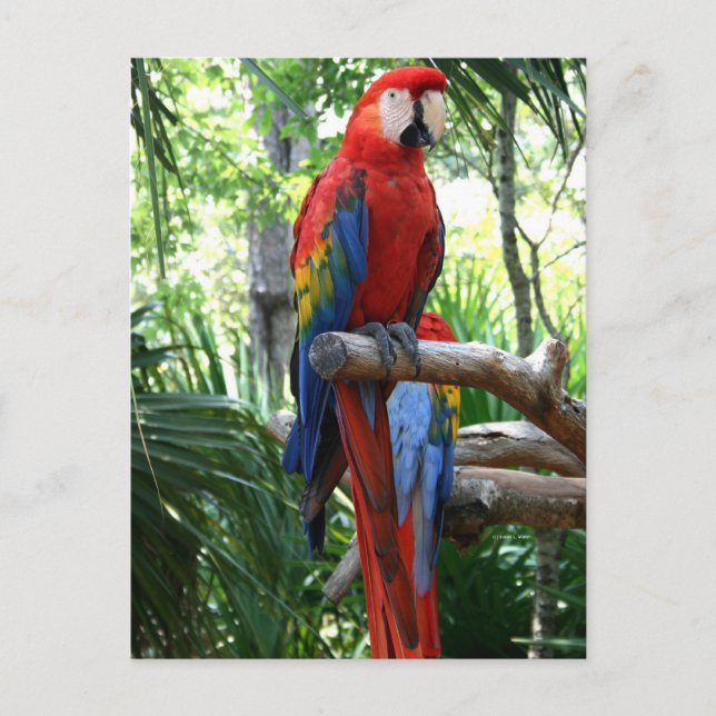 Carte Postale Scarlet macaw, macaw rouge conception photographiq (Devant)