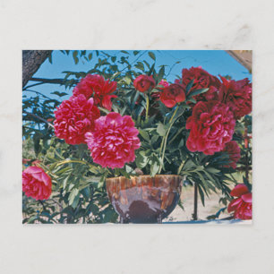 Carte Postale Scarlet Peony par H.D. Peterson 1972