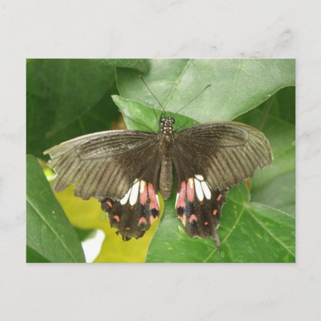 Carte postale Scarlet Swallowtail Button (Devant)
