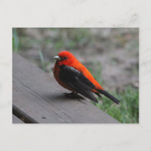 Carte Postale Scarlet Tanager Bird