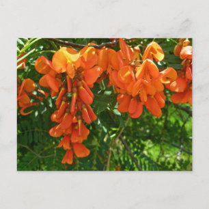 Carte Postale Scarlet Wisteria (Sesbania punicea) OBX NC Series
