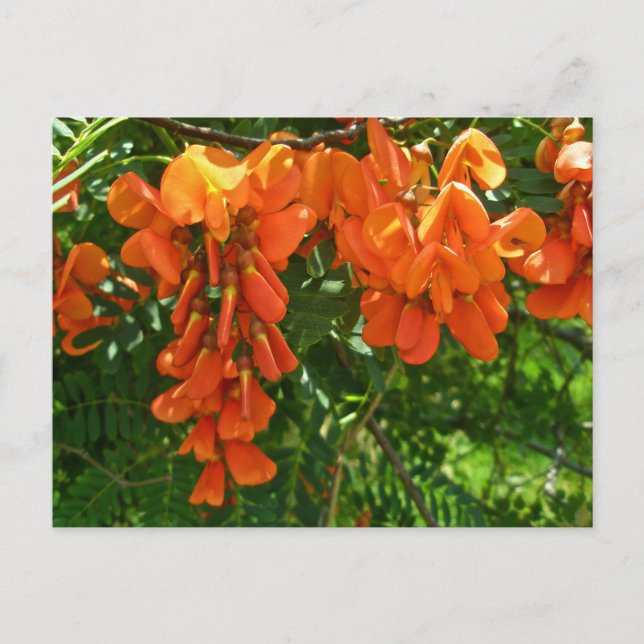 Carte Postale Scarlet Wisteria (Sesbania punicea) OBX NC Series (Devant)