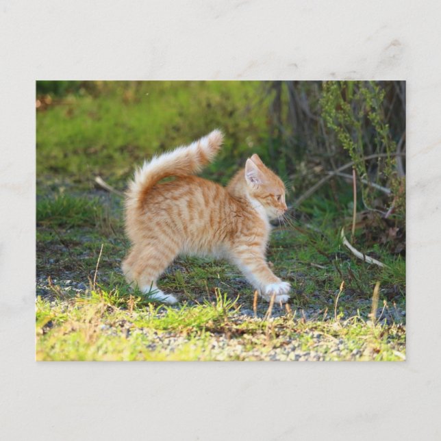Carte Postale Scarycat (Devant)