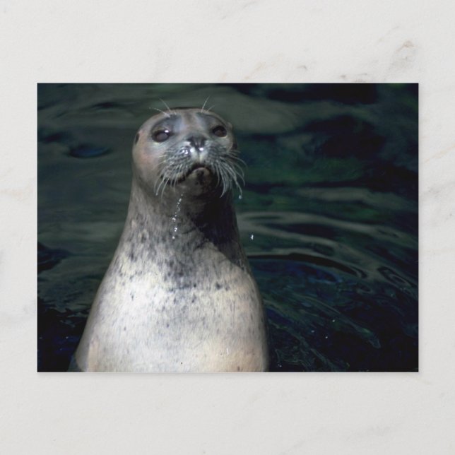 Carte Postale Sceau (Devant)