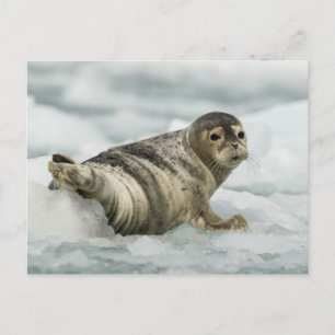 Carte Postale Sceau de bébé précieux
