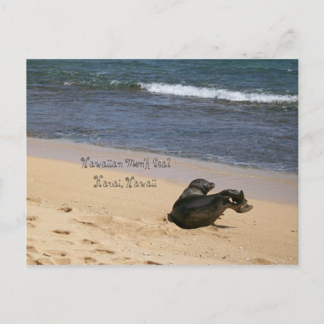 Carte Postale Sceau de moine hawaïen en voie de disparition Kaua (Devant)