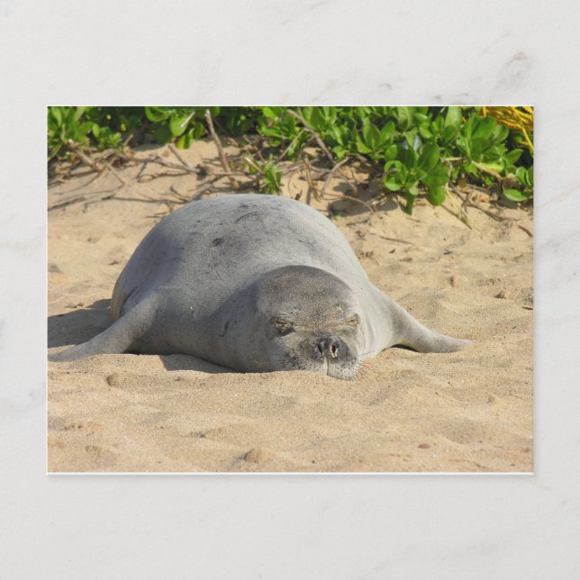 Carte Postale Sceau de moine hawaïen endormi (Devant)