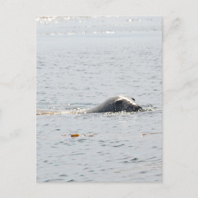 Carte Postale Sceau de natation (Devant)
